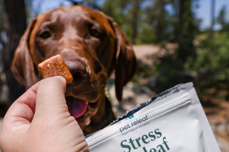 Le CBD peut-il aider les chiens à se déplacer ?