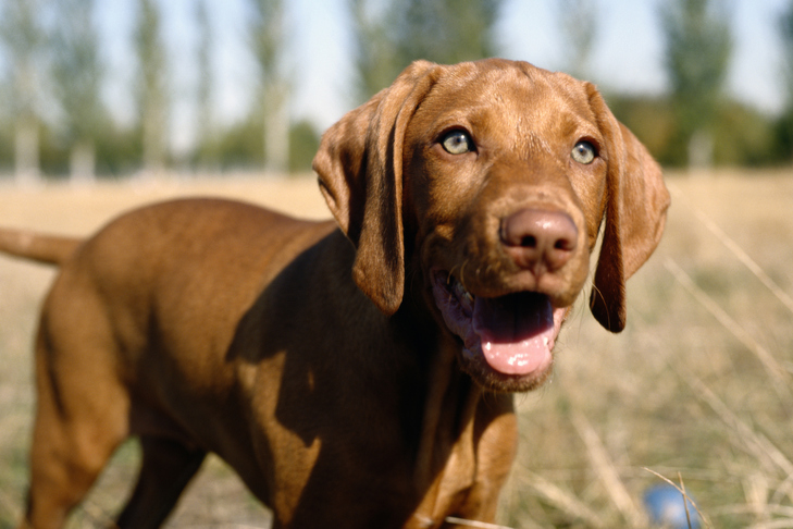 Vizsla puppy standing in a field.