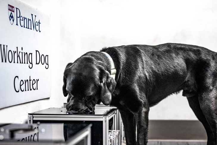 Les chiens peuvent-ils détecter l’hémangiosarcome ? De nouvelles recherches offrent de l’espoir