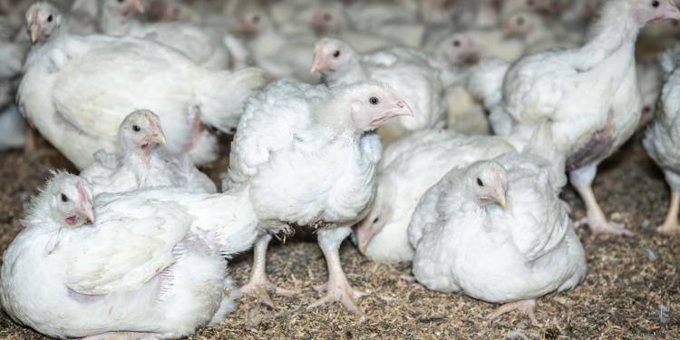 Une nouvelle enquête révèle l’emprise des entreprises sur l’industrie européenne de la viande de poulet