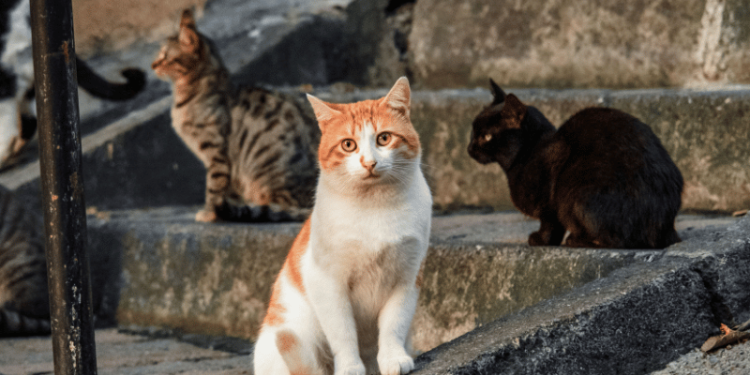 Une nouvelle initiative citoyenne européenne appelle à une protection renforcée des animaux errants et des refuges