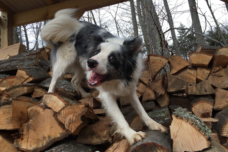 Votre chien de compagnie peut-il aider à lutter contre les espèces envahissantes ?