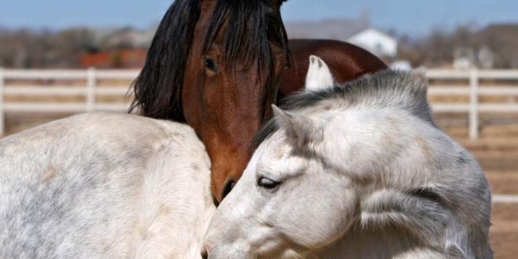 Du cheval à l'assiette : GAIA appelle à mettre fin à la viande de cheval en Belgique