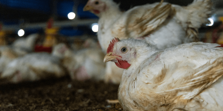 Éliminer les doubles standards : les importations de viande de poulet doivent respecter les normes de bien-être de l'UE