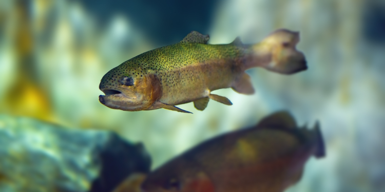 Vision UE 2040 : un pas vers la protection des animaux aquatiques